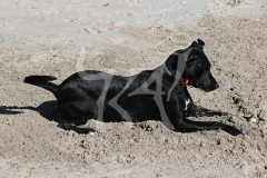 Australian Kelpie