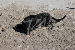 Australian Kelpie