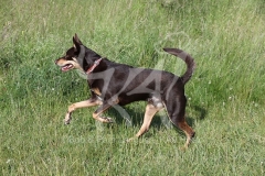 Australian Kelpie