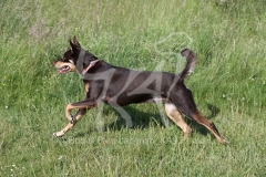 Australian Kelpie