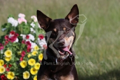 Australian Kelpie