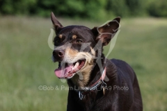 Australian Kelpie