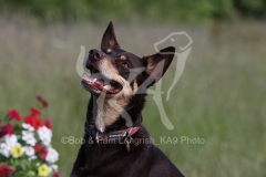 Australian Kelpie