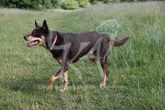 Australian Kelpie