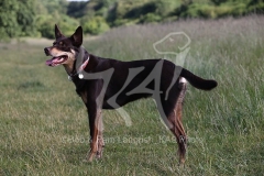 Australian Kelpie