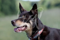 Australian Kelpie
