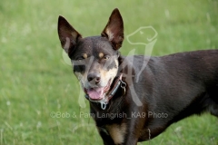 Australian Kelpie