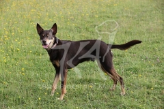Australian Kelpie