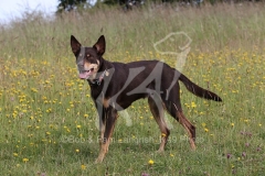 Australian Kelpie