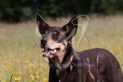 Australian Kelpie