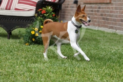 Basenji