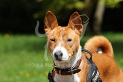 Basenji,  Congo Dog,  Congo Terrier,  Headshot,  Alert,  Harness