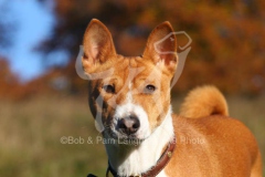 Basenji