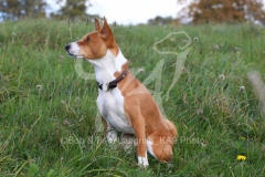 Basenji