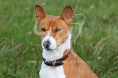 Basenji