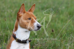 Basenji
