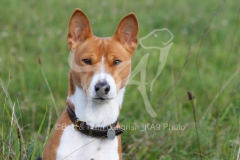 Basenji
