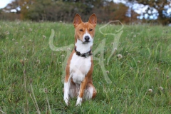 Basenji
