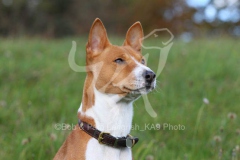 Basenji