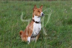 Basenji