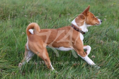 Basenji