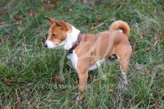 Basenji