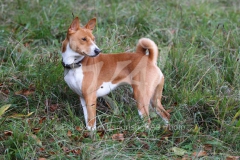 Basenji