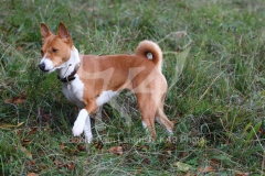 Basenji
