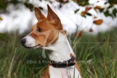 Basenji