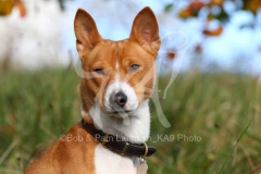 Basenji