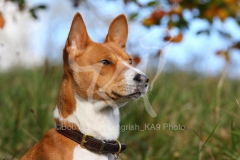 Basenji