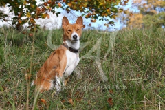 Basenji