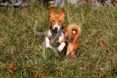 Basenji