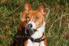 Basenji