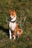 Basenji