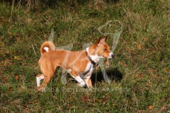 Basenji