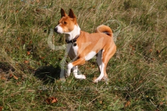 Basenji