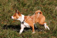 Basenji