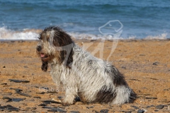 Basset Griffon Vendeen - Petit