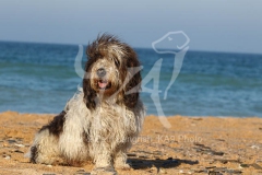 Basset Griffon Vendeen - Petit