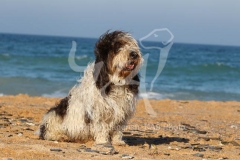 Basset Griffon Vendeen - Petit