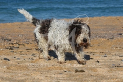 Basset Griffon Vendeen - Petit