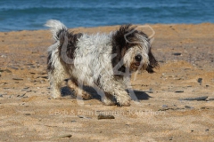 Basset Griffon Vendeen - Petit