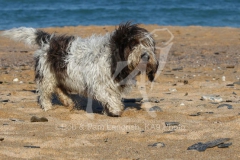 Basset Griffon Vendeen - Petit