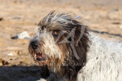 Basset Griffon Vendeen - Petit