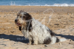 Basset Griffon Vendeen - Petit