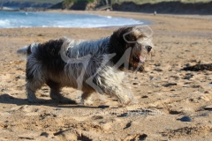 Basset Griffon Vendeen - Petit