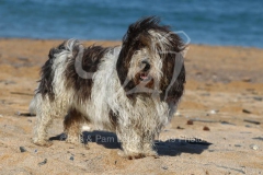 Basset Griffon Vendeen - Petit