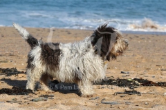 Basset Griffon Vendeen - Petit