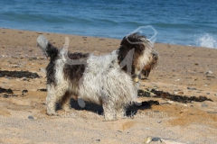 Basset Griffon Vendeen - Petit